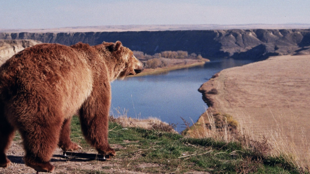 Polebridge Bear Fair seeks to educate community Polebridge Bear Fair seeks to educate community